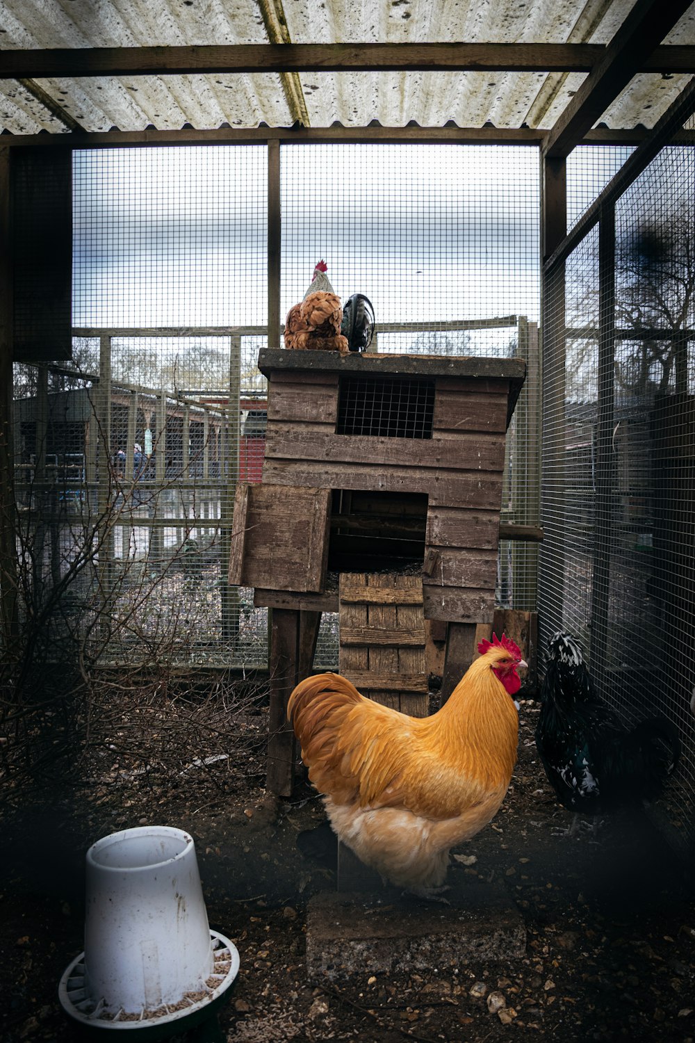 a chicken coop with a chicken sitting on top of it