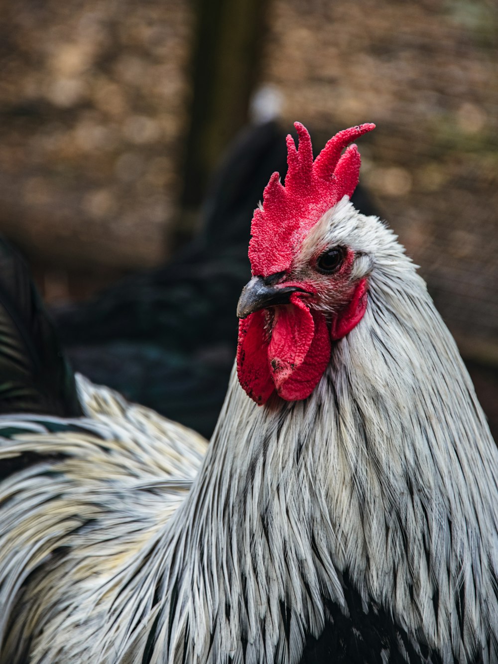a close up of a rooster with a red comb