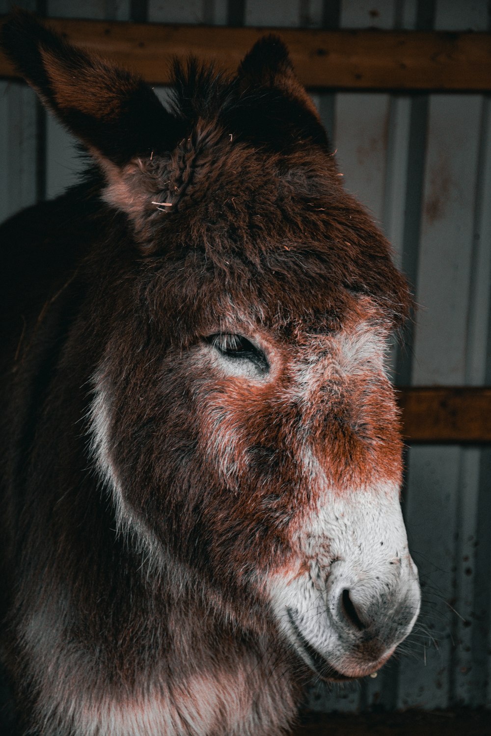 a close up of a donkey in a stable