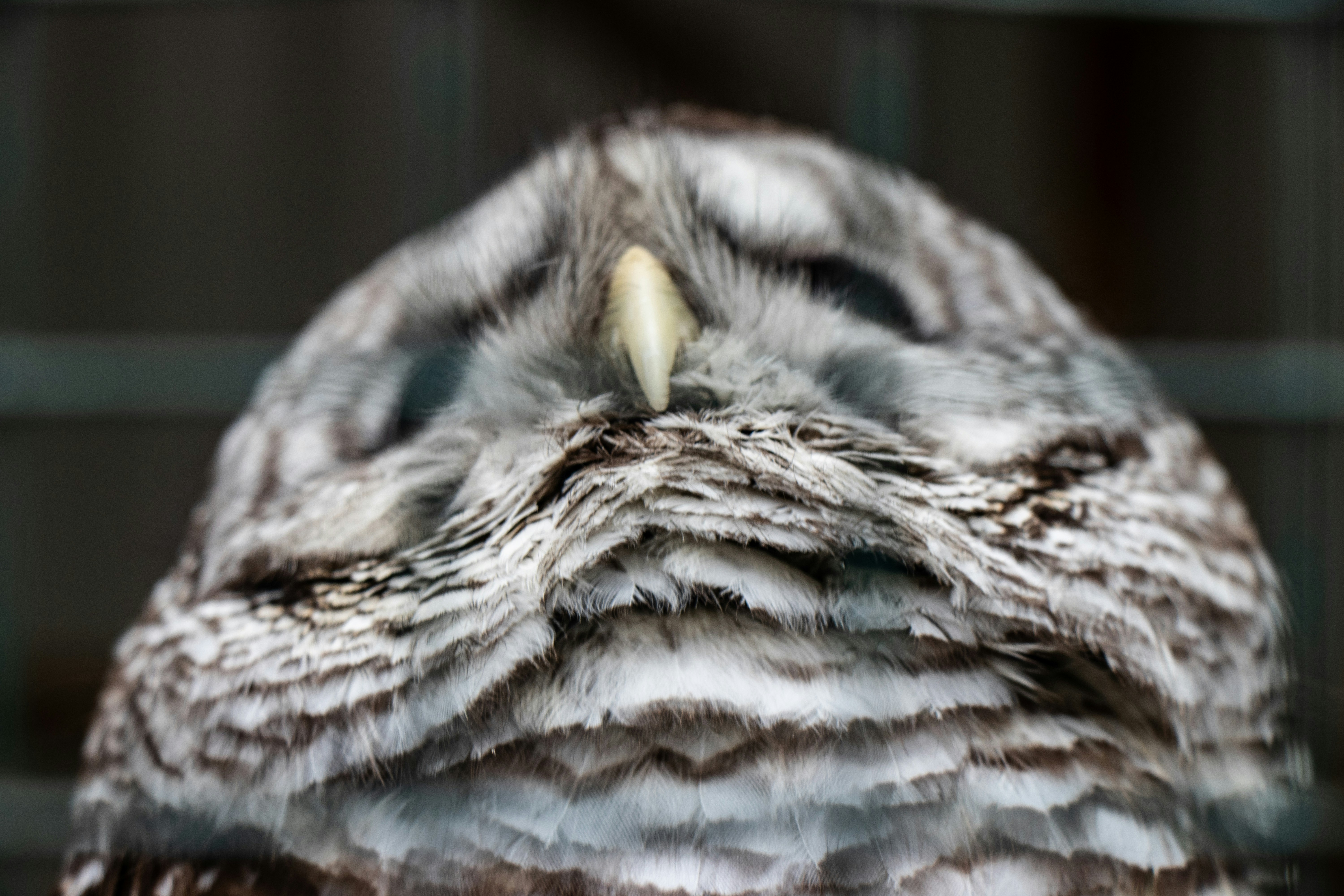 A close up of an owl's face with a blurry background photo – Free ...