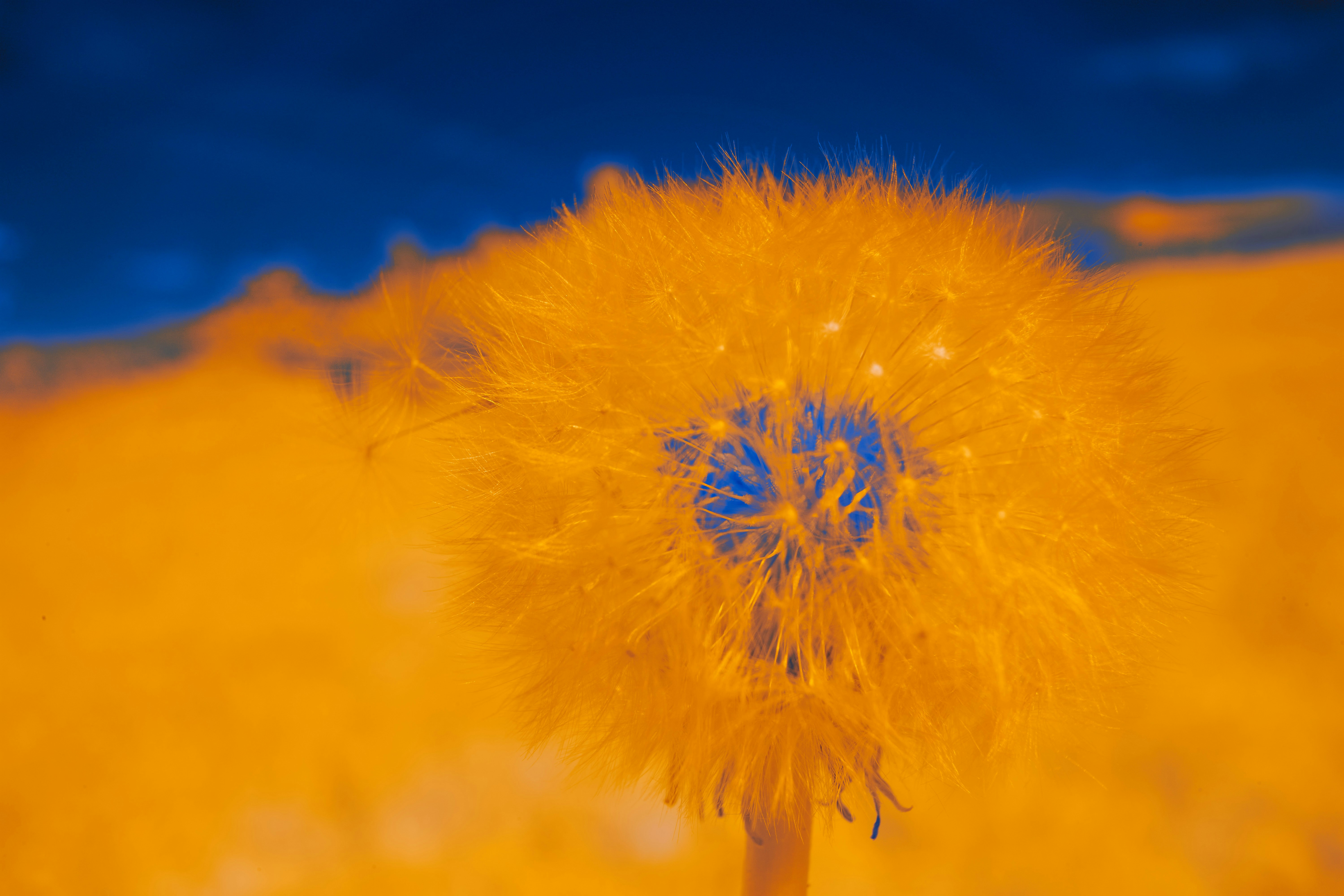 Photo by wolfgang_hasselmann