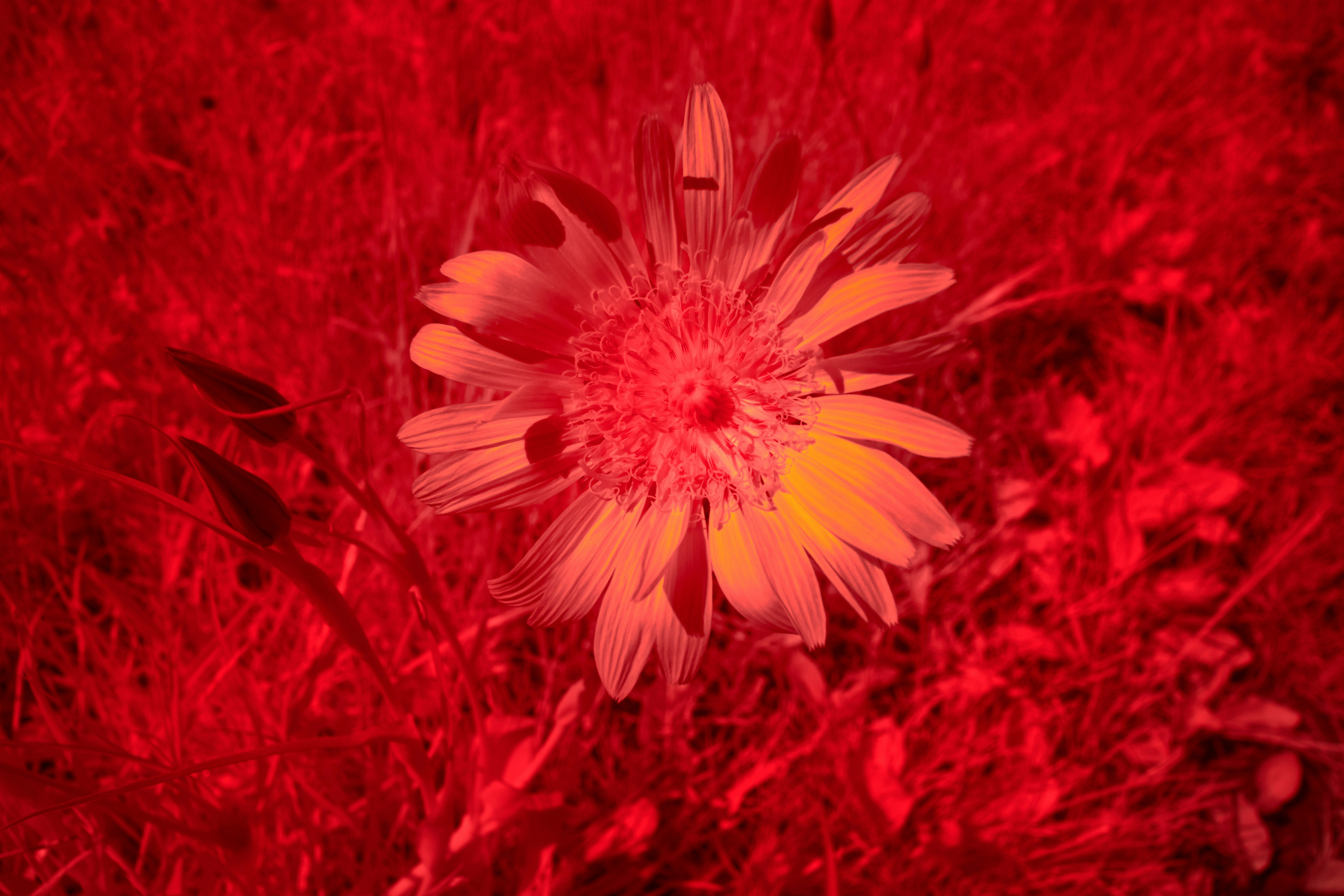 Photo by wolfgang_hasselmann