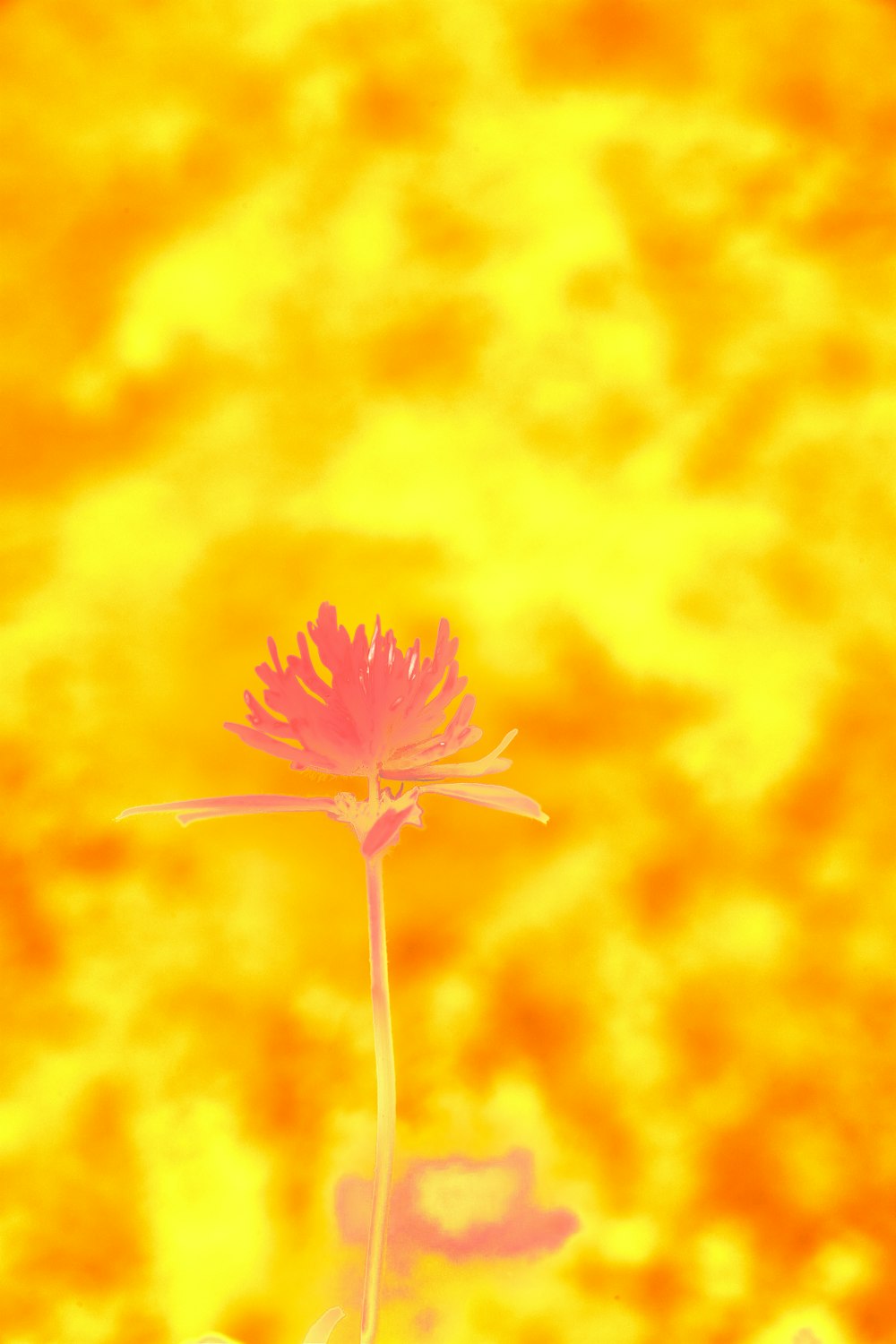 a pink flower sitting in front of a yellow background
