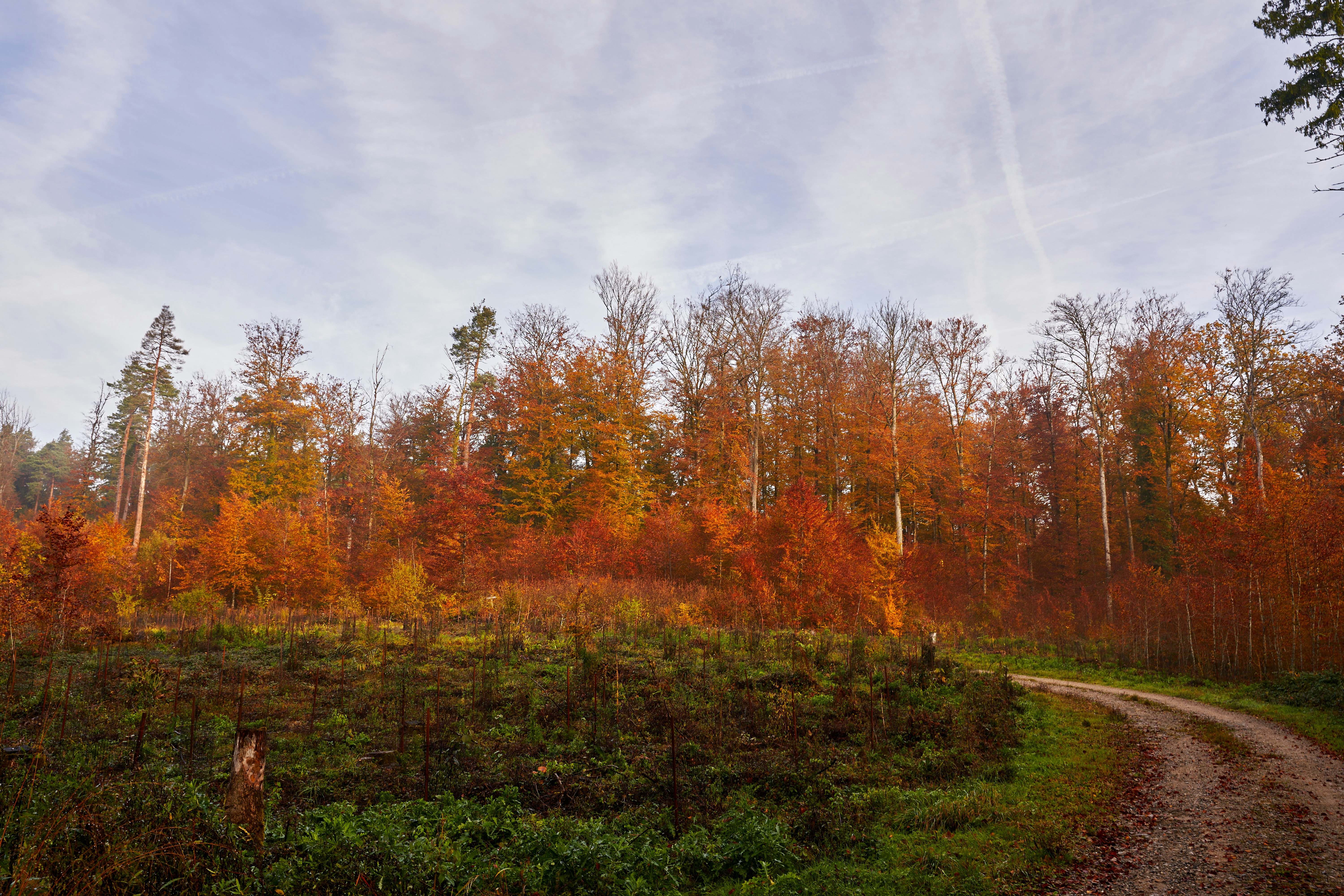 Photo by wolfgang_hasselmann