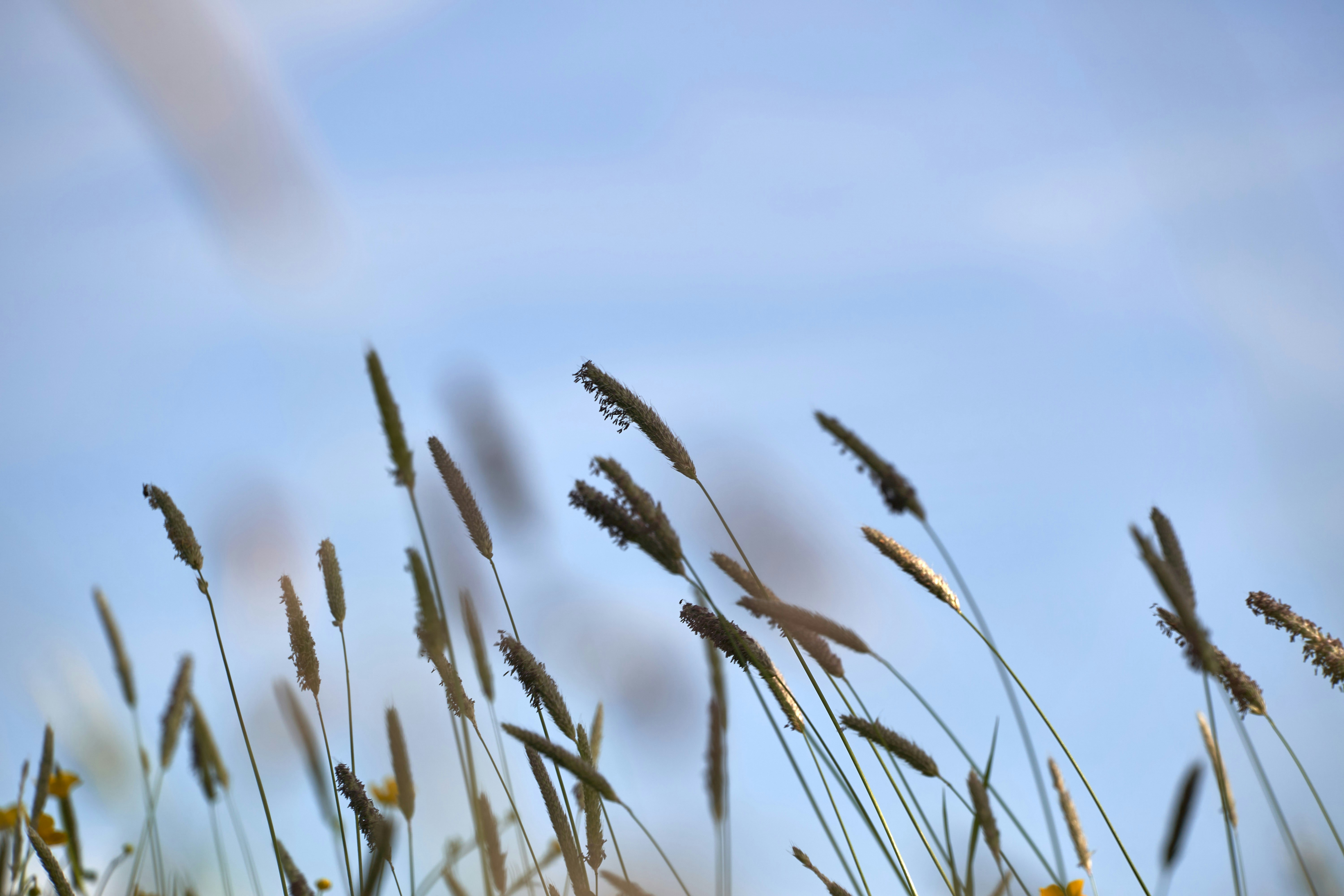 Photo by wolfgang_hasselmann