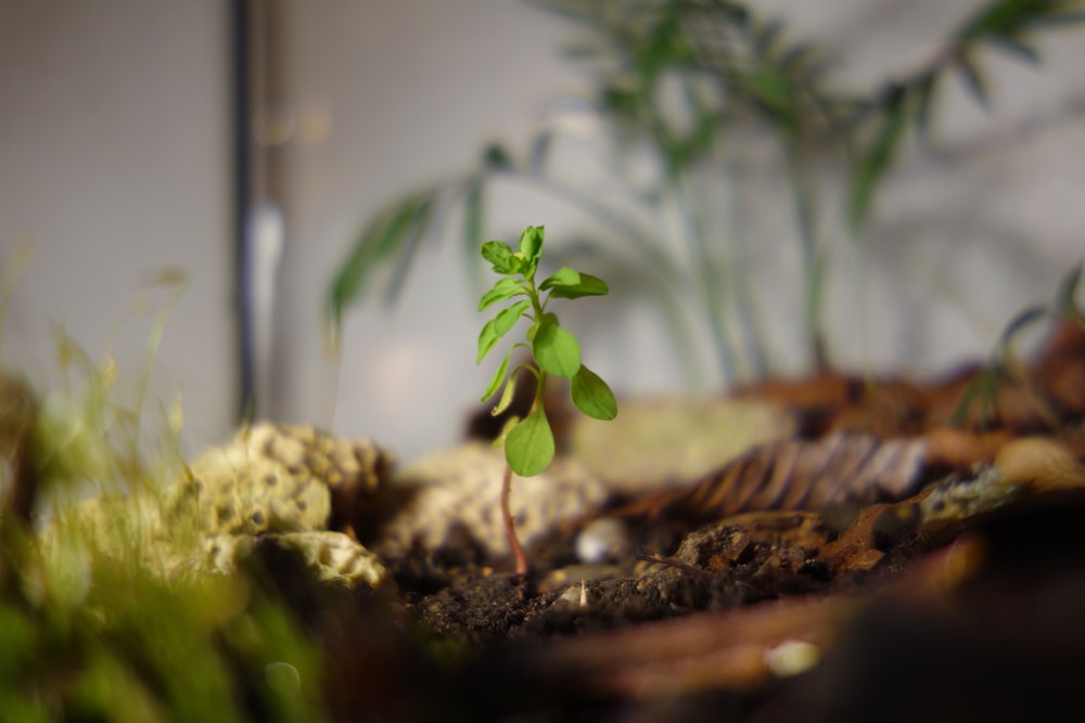 a small plant sprouts out of the ground