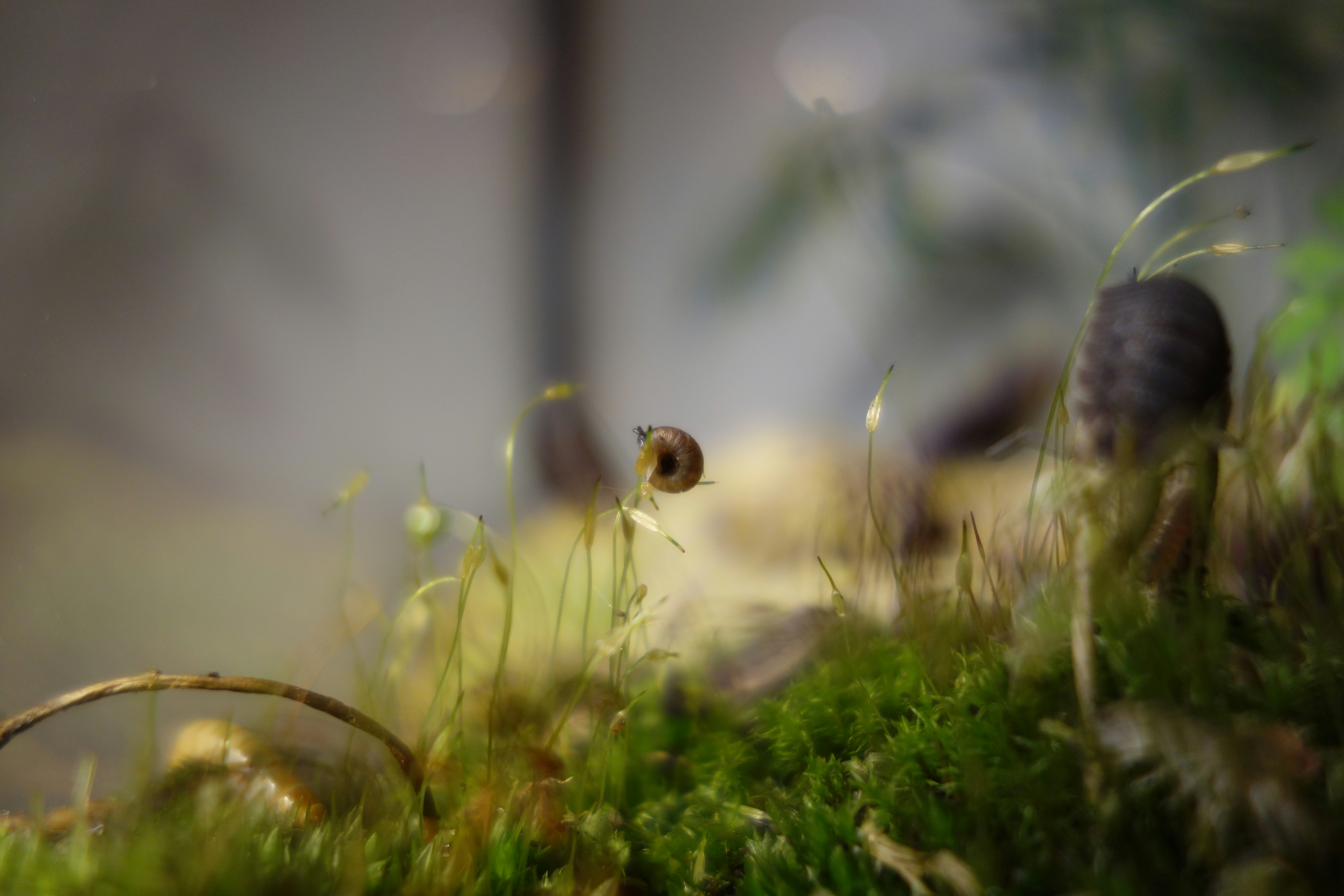 un gros plan d’herbe et d’un escargot