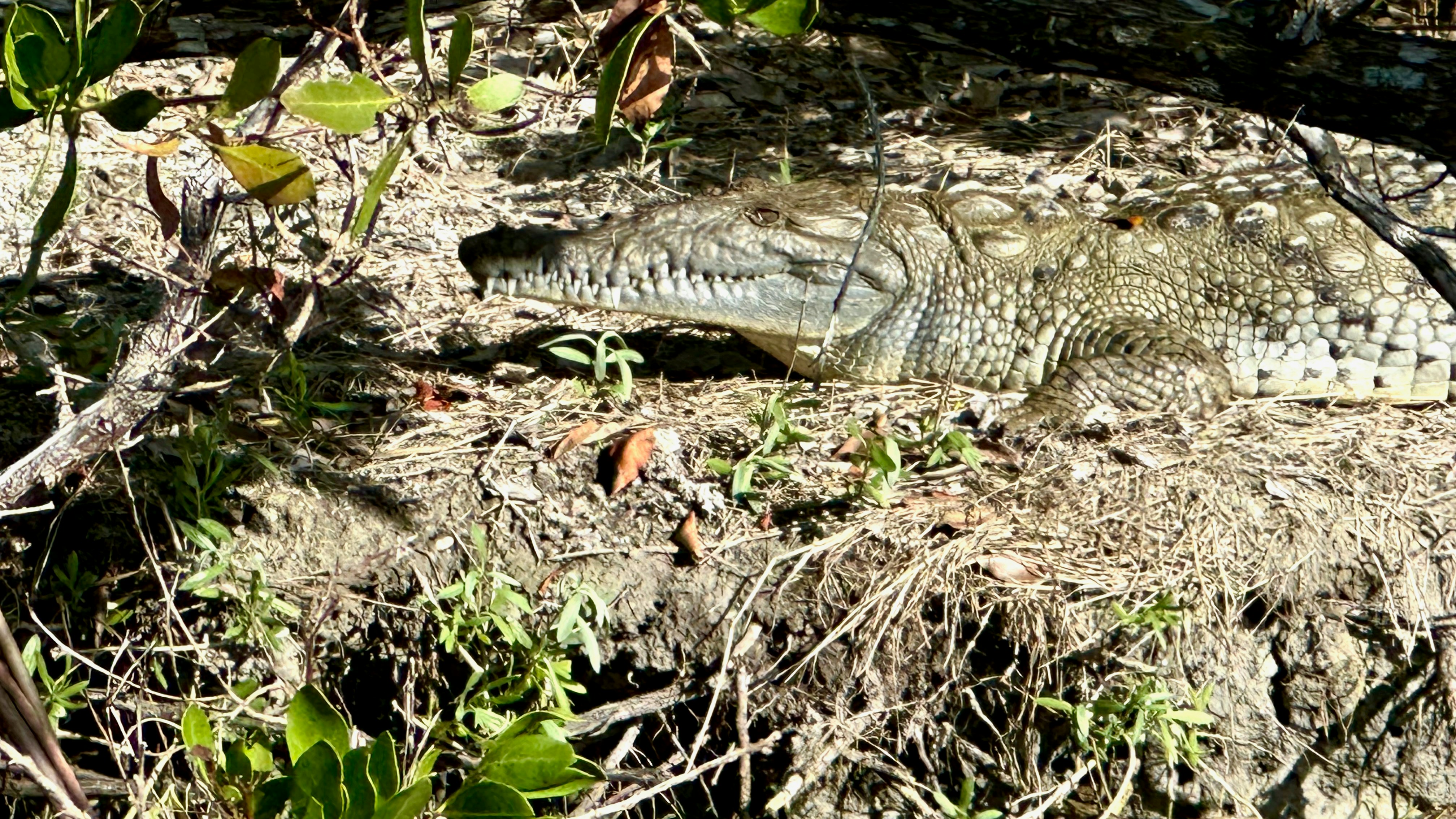 Everglades National Park Wildlife Tour