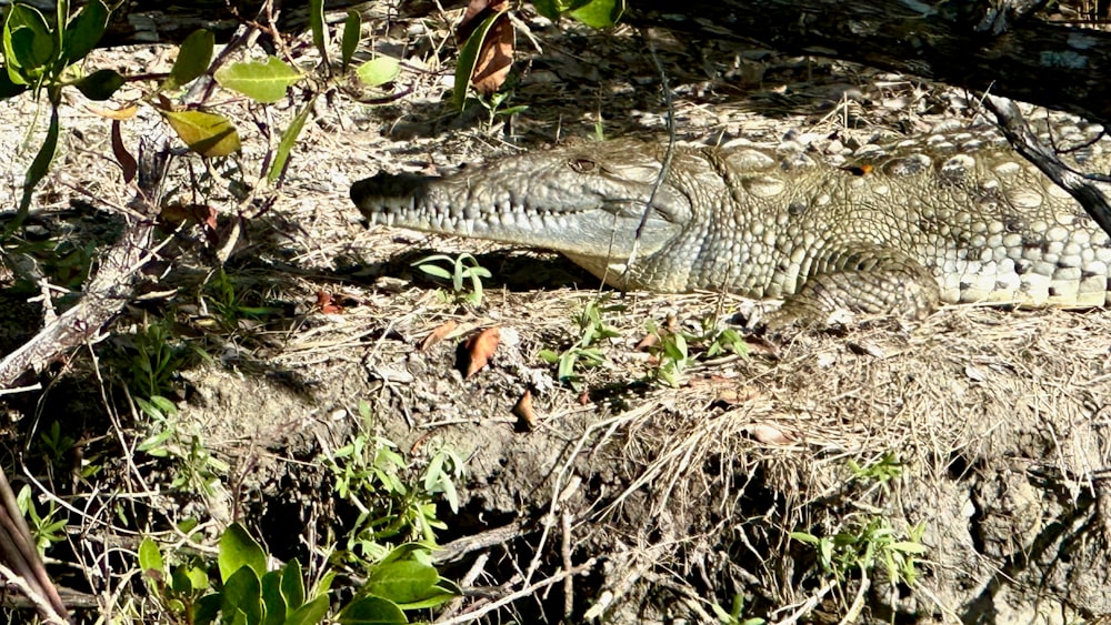 an alligator is laying on the ground in the grass