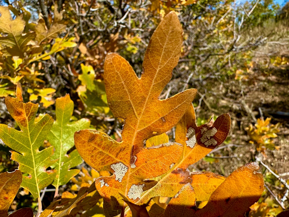 a close up of a leaf on a tree