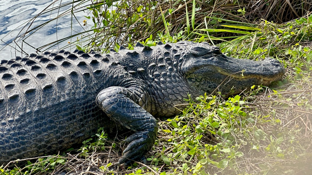 a large alligator laying in the grass next to a body of water