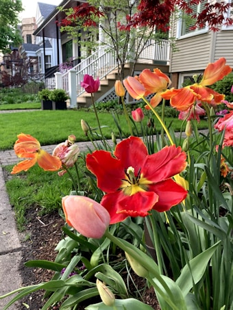 A vibrant garden scene with a variety of colorful tulips in full bloom, including red, orange, and pink flowers. A lush green lawn and a pathway lead to a charming residential house in the background, with white railings and a porch, surrounded by lush greenery and trees.