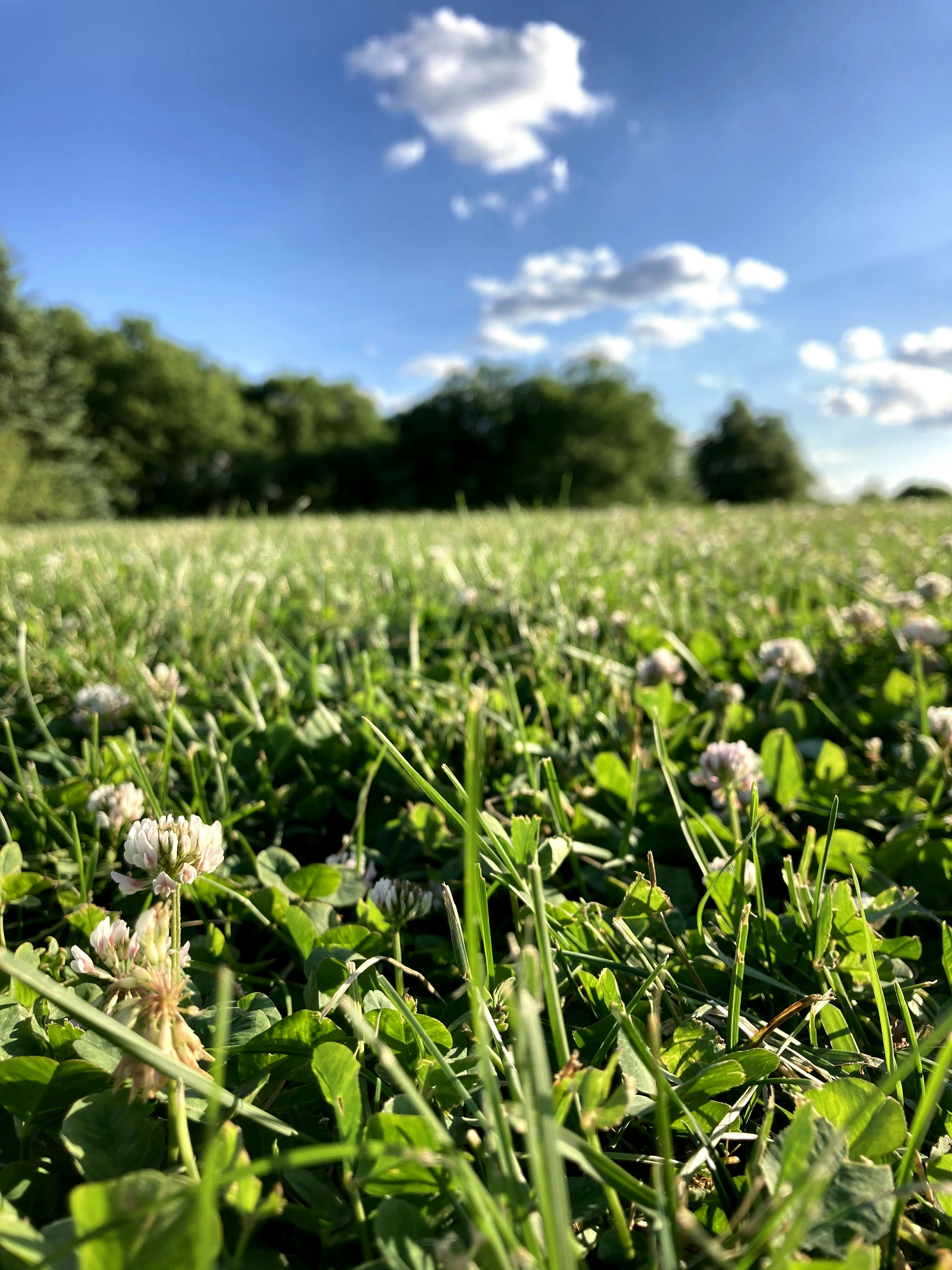 a field of grass with flowers and trees in the background
