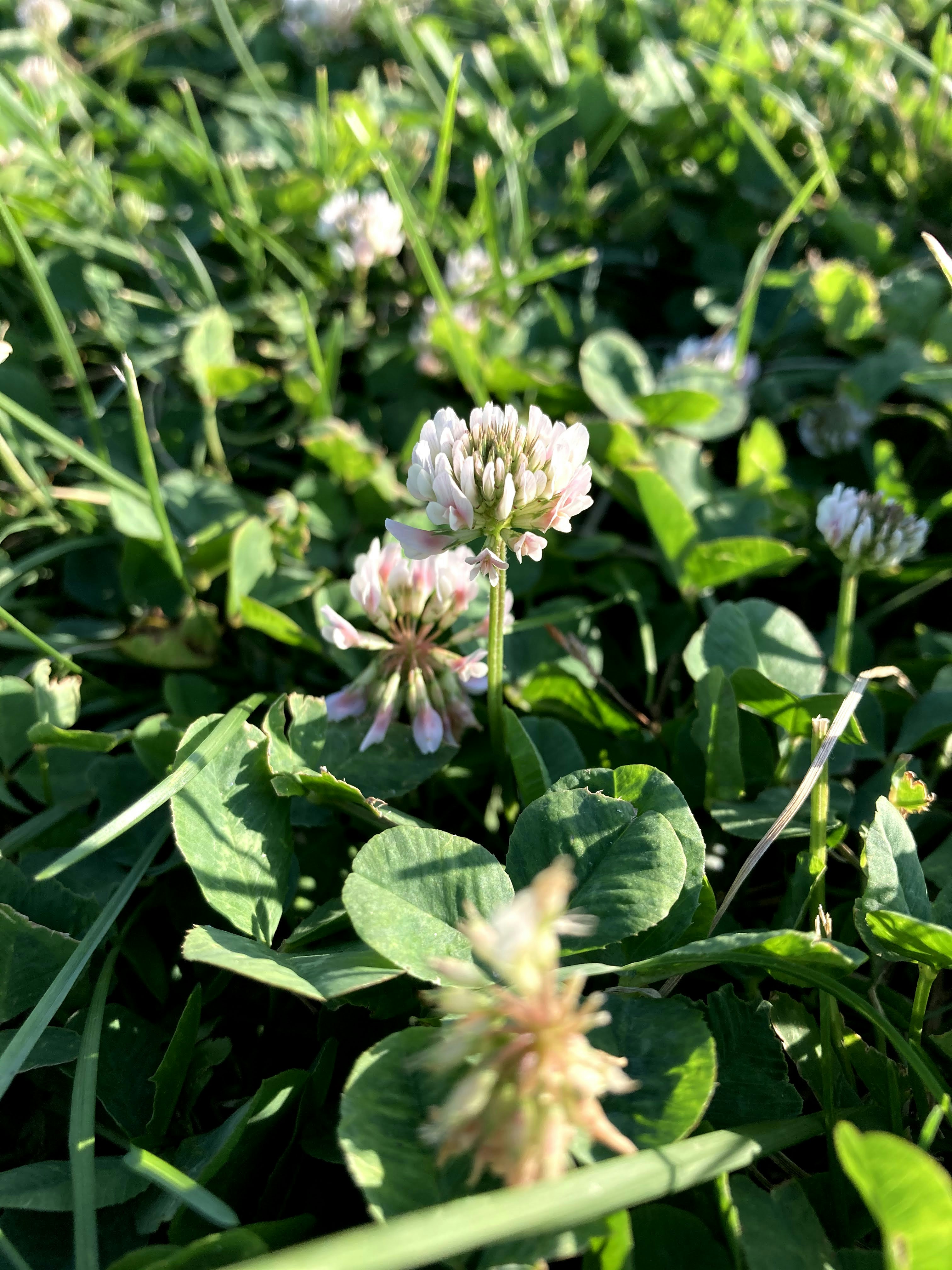 a bunch of flowers that are in the grass