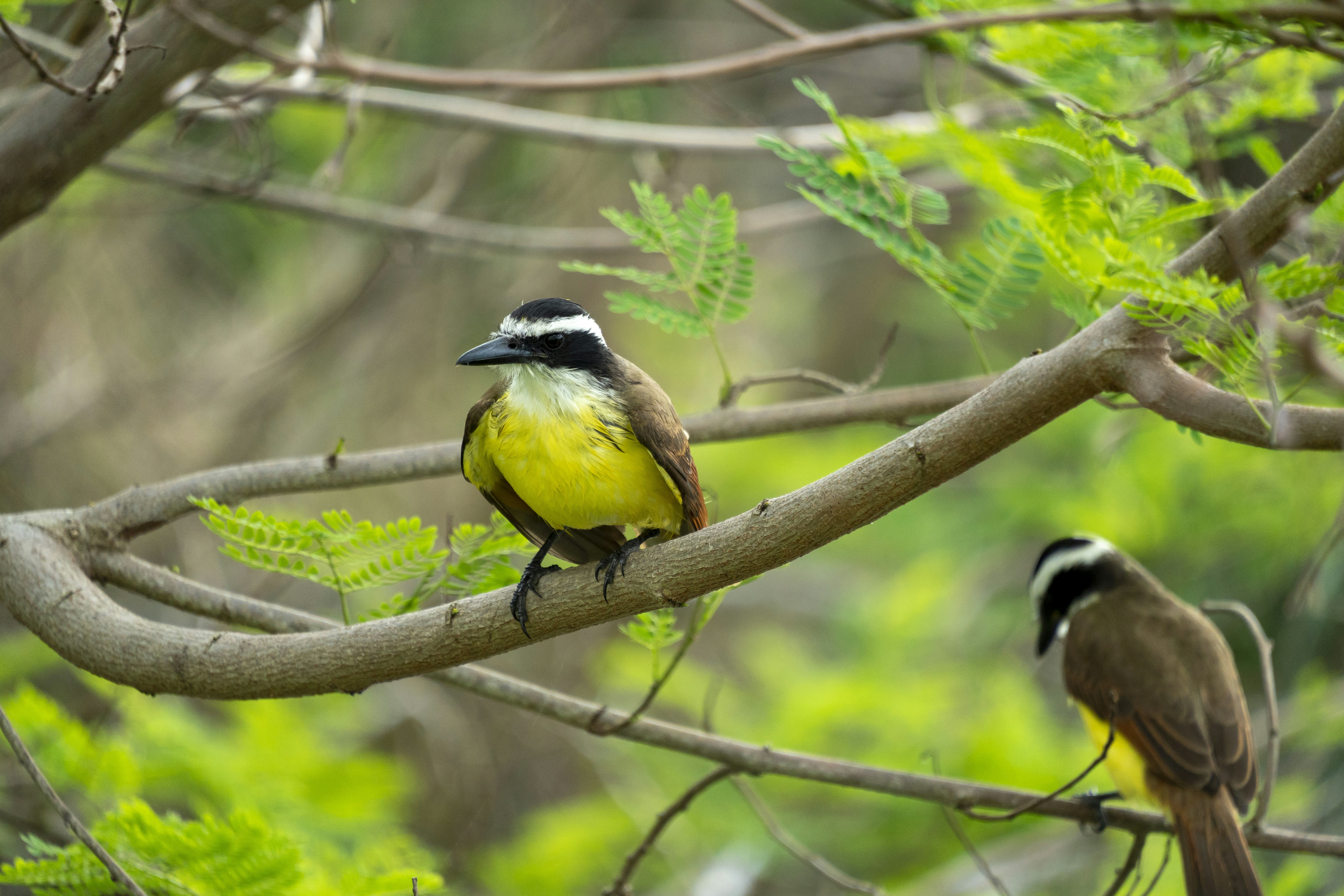 Un par de pájaros sentados en la cima de la rama de un árbol