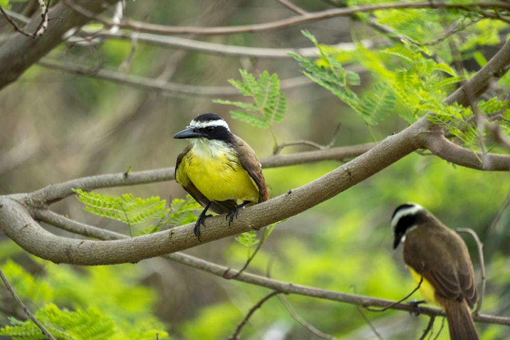 a couple of birds sitting on top of a tree branch