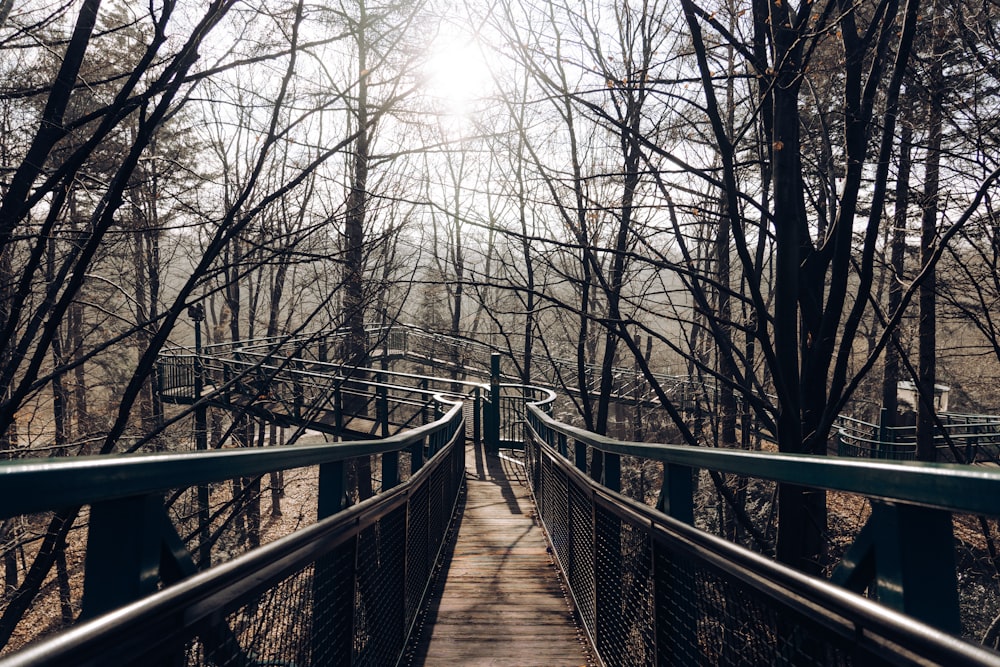 a wooden walkway in the middle of a forest