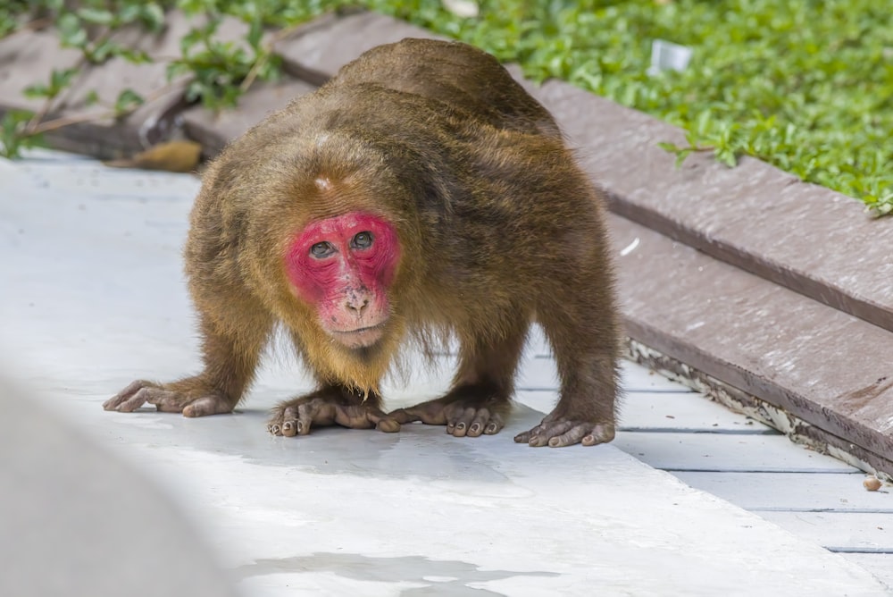 a monkey with a pink face standing on a sidewalk