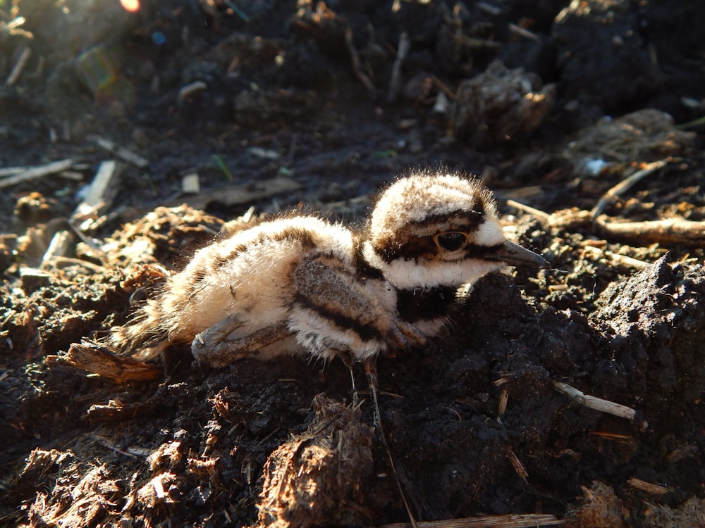 Un pájaro que está acostado en el suelo