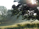 Sunlight filtering through lush Guaraní chacra fields at dawn.