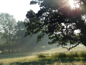 Sunlight filtering through lush Guaraní chacra fields at dawn.