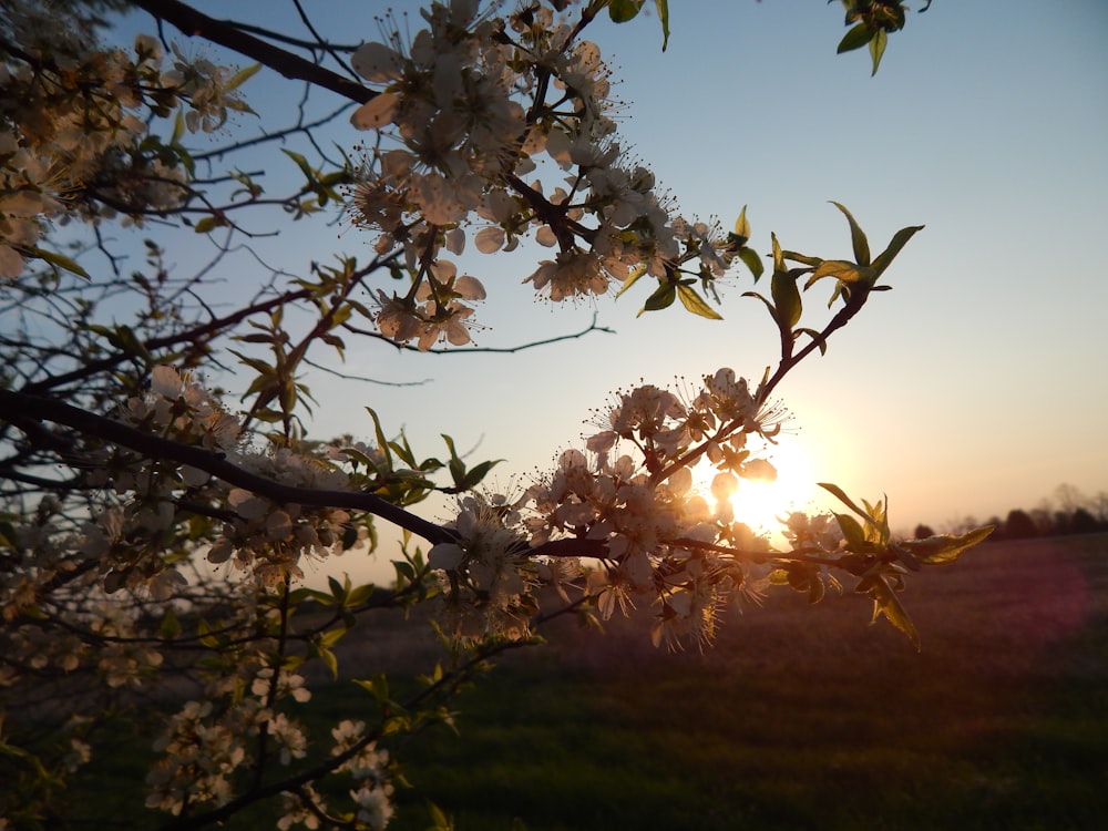 the sun is setting behind a flowering tree