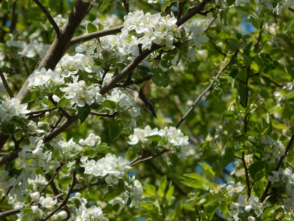 a tree with white flowers and green leaves