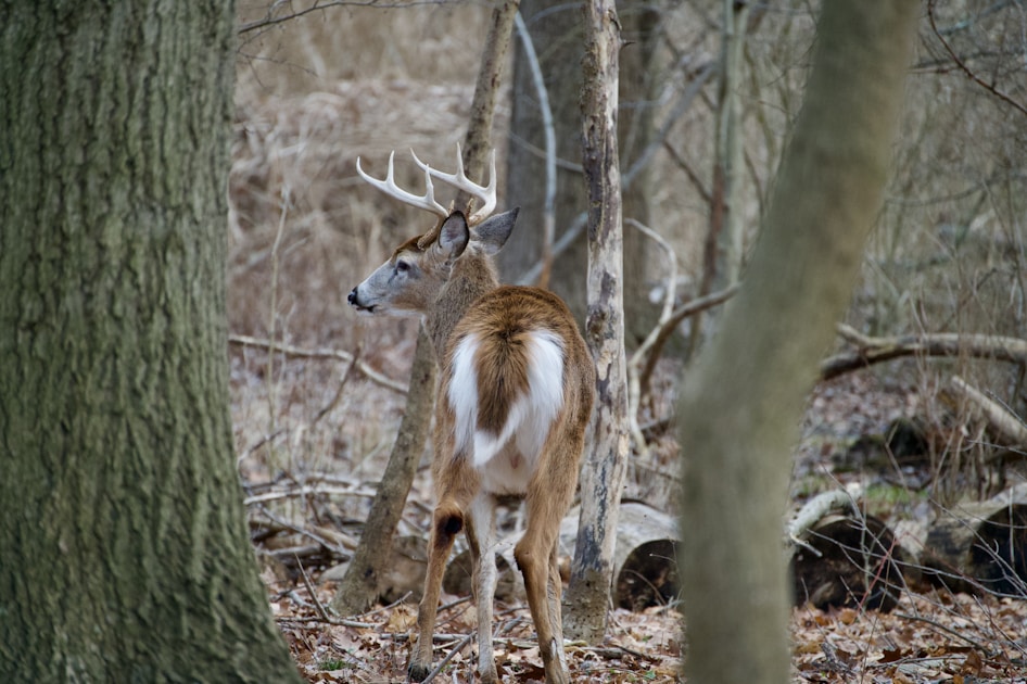 Hunter in full camo with face mask concealed in tree stand position