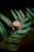 A beautifully crafted cup of coffee sits atop a large, vibrant green tropical leaf. The coffee features a delicate latte art design on its surface, showcasing intricate patterns. The background is dark, contrasting with the vivid green of the leaf and the creamy brown of the coffee.