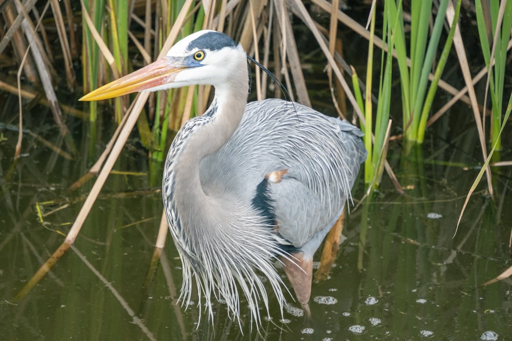 a bird is standing in a body of water