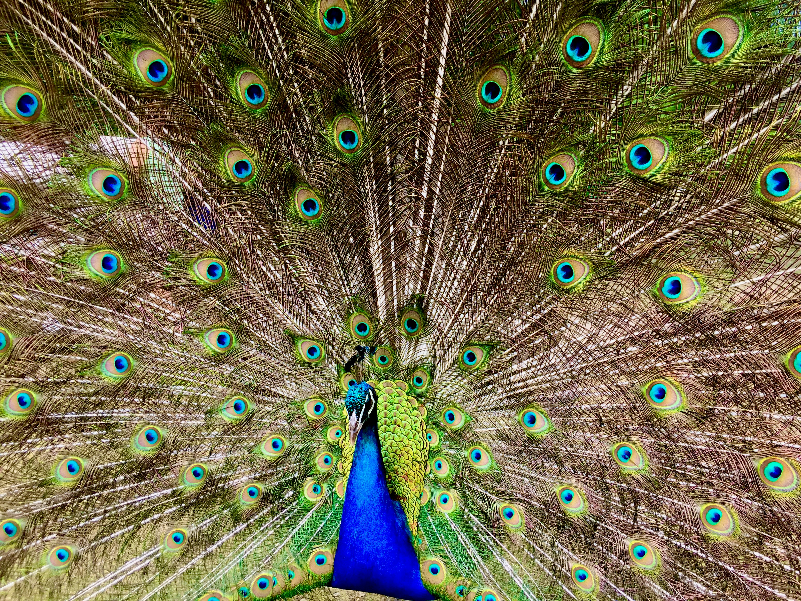 Colourful peacock showing its tail feathers