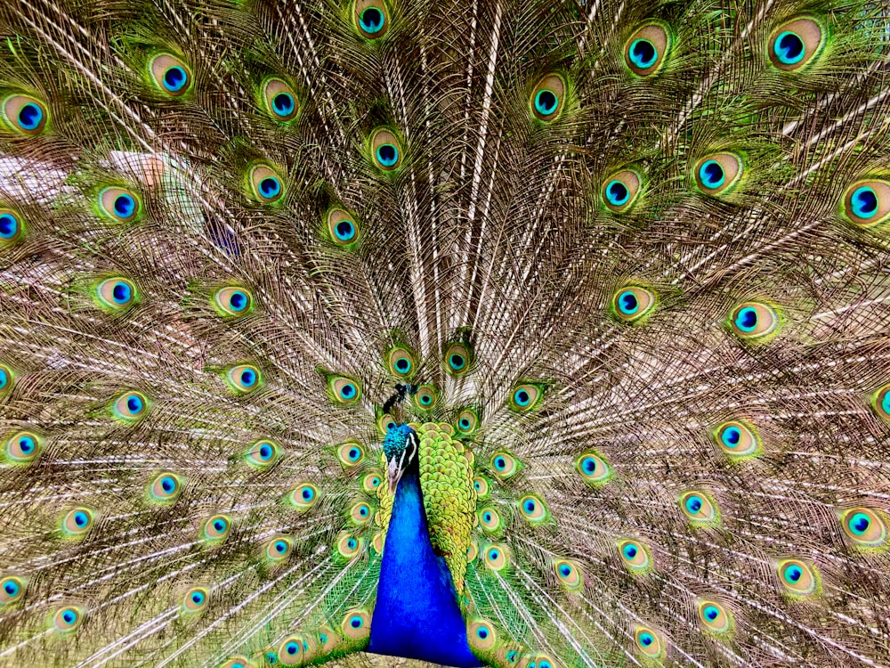 Un primer plano de un pavo real con las plumas abiertas