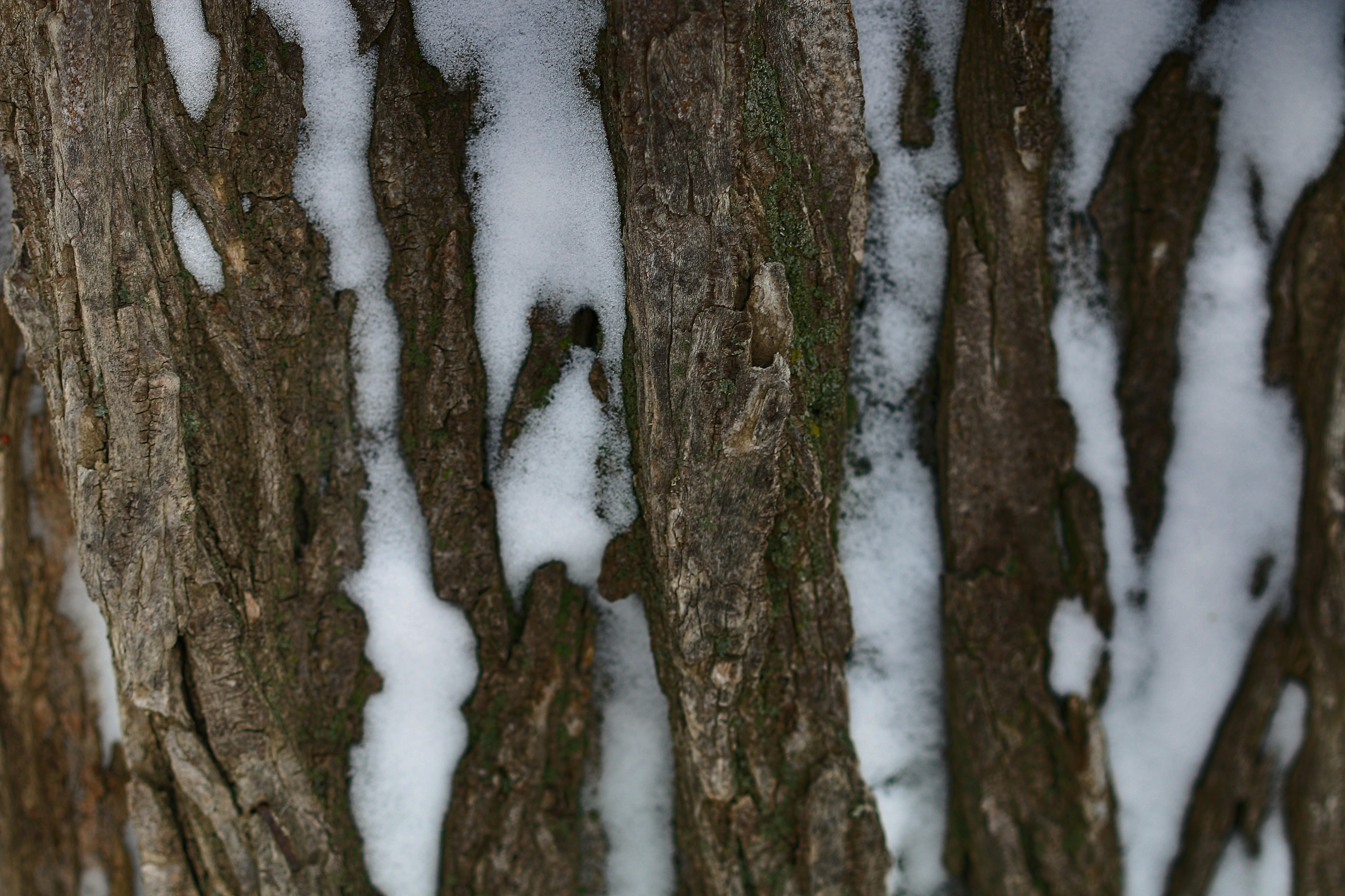 Photo by photo_tanbir