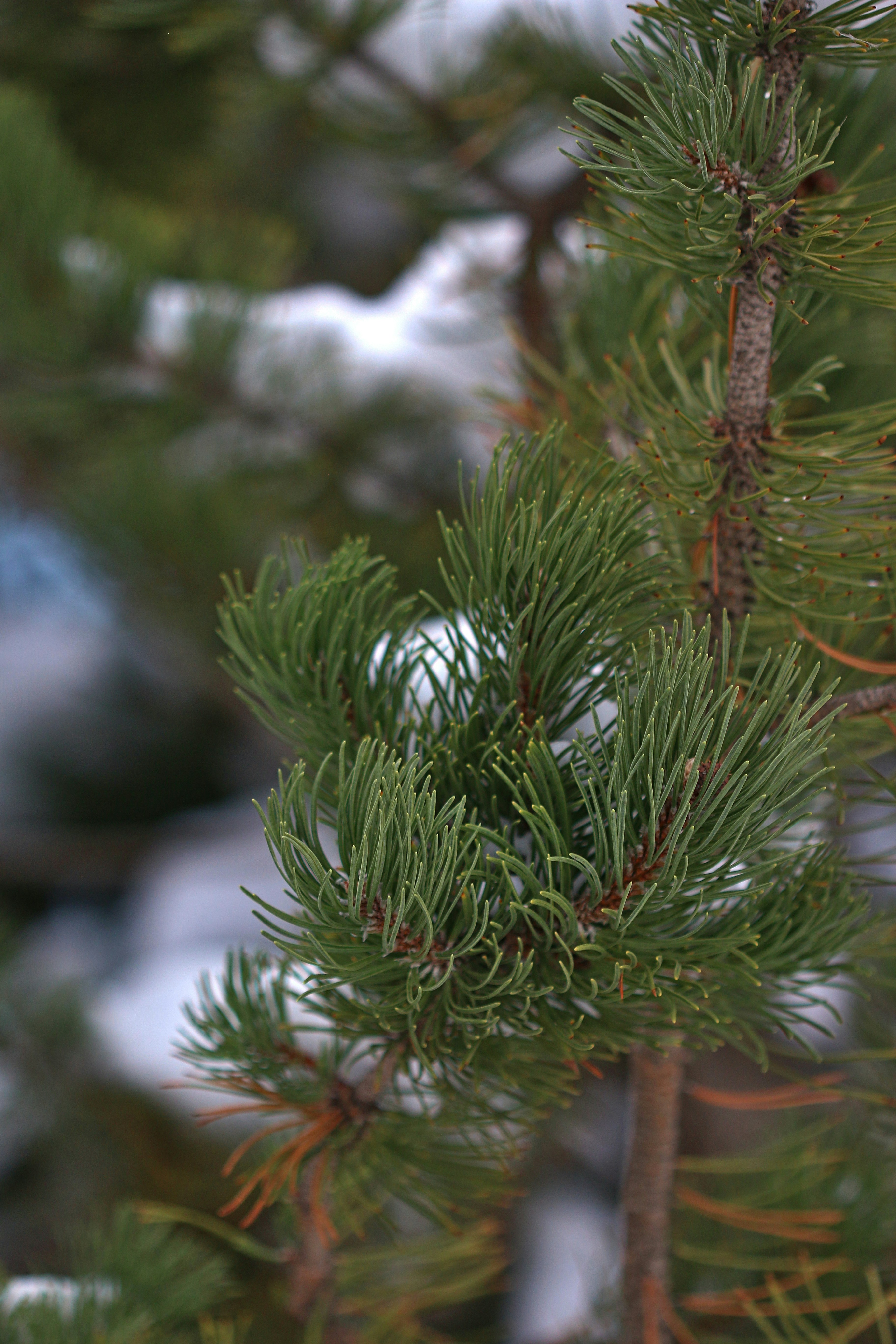 Photo by photo_tanbir