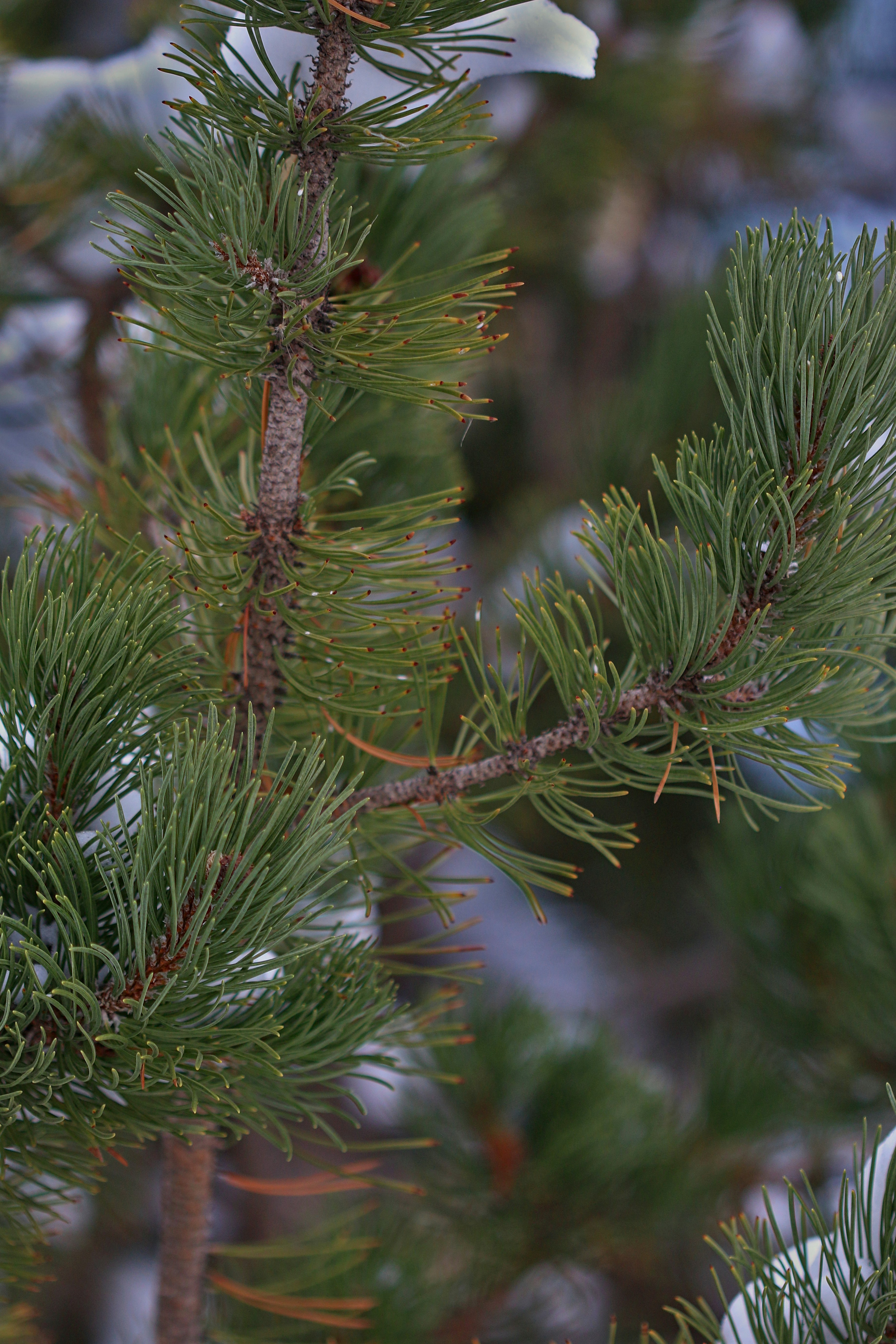 Photo by photo_tanbir