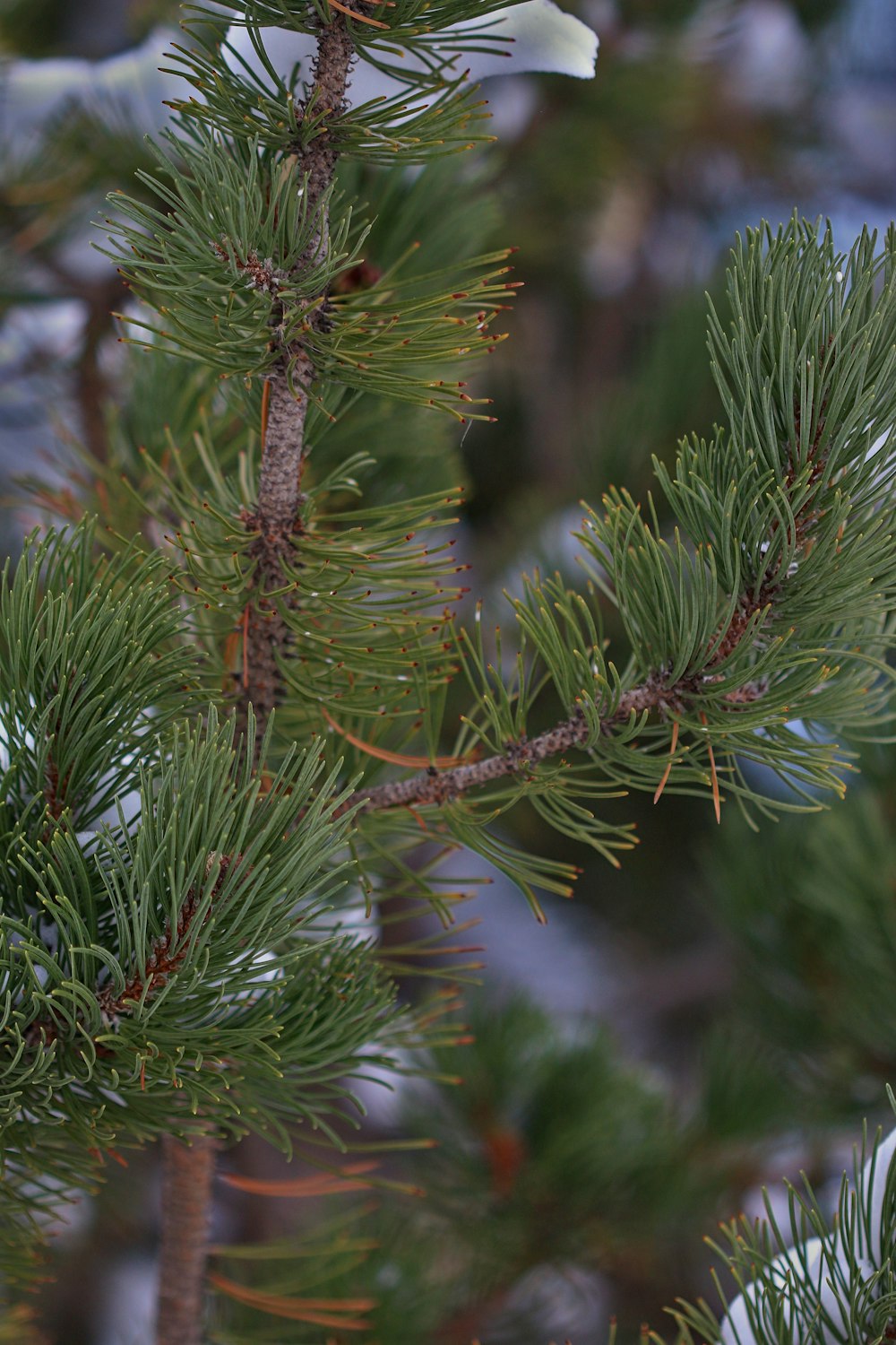 a bird perched on top of a pine tree