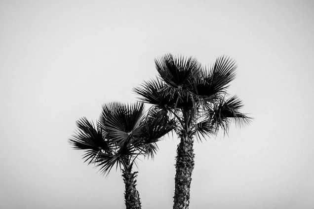 A sleek, minimalist logo of clairvo paired with a black-and-white photograph of a serene landscape.