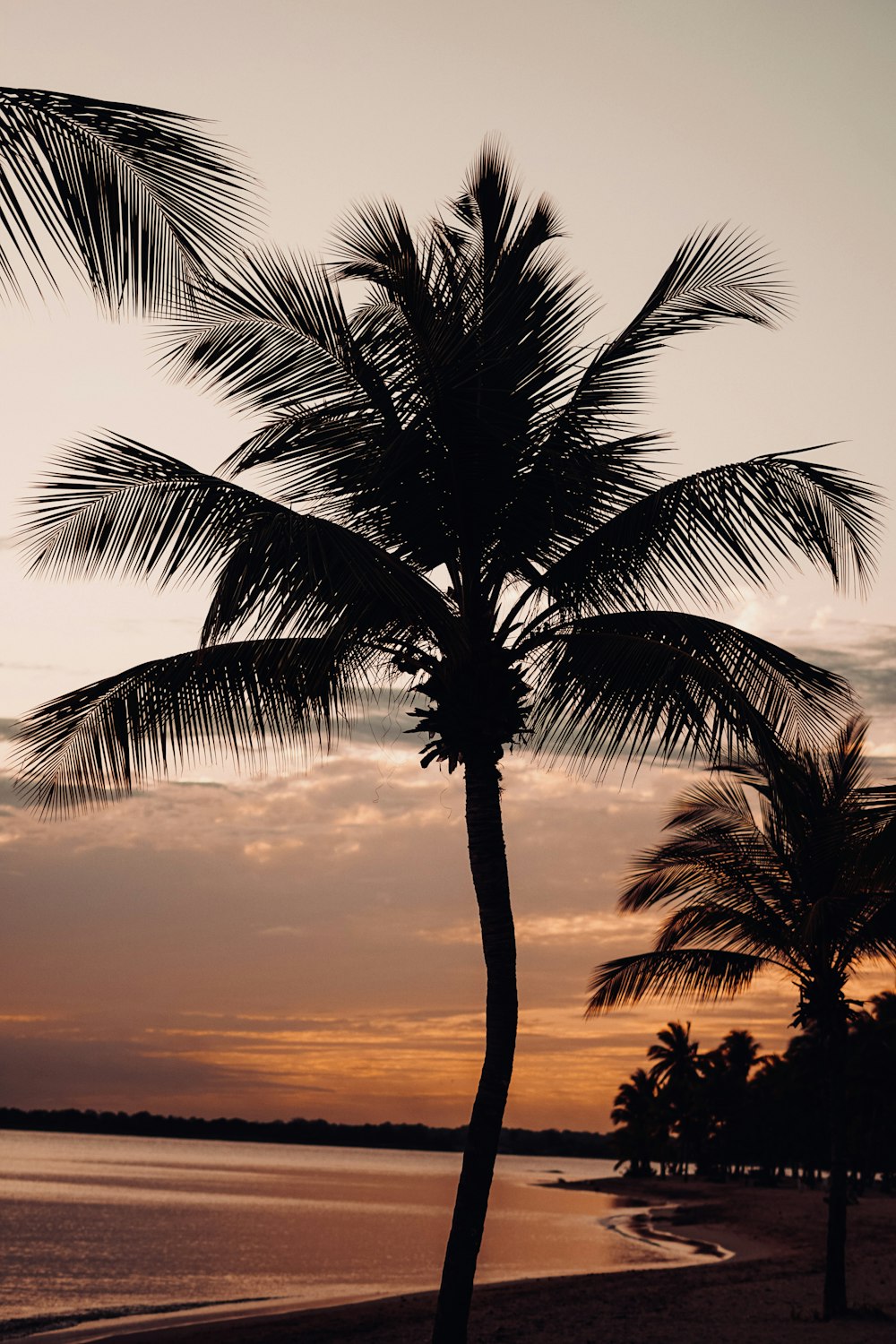 a palm tree on a beach at sunset