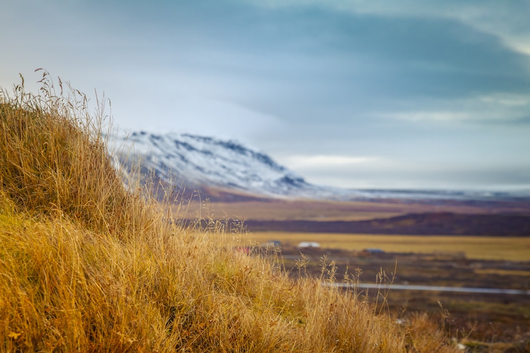a grassy hill with a mountain in the background,