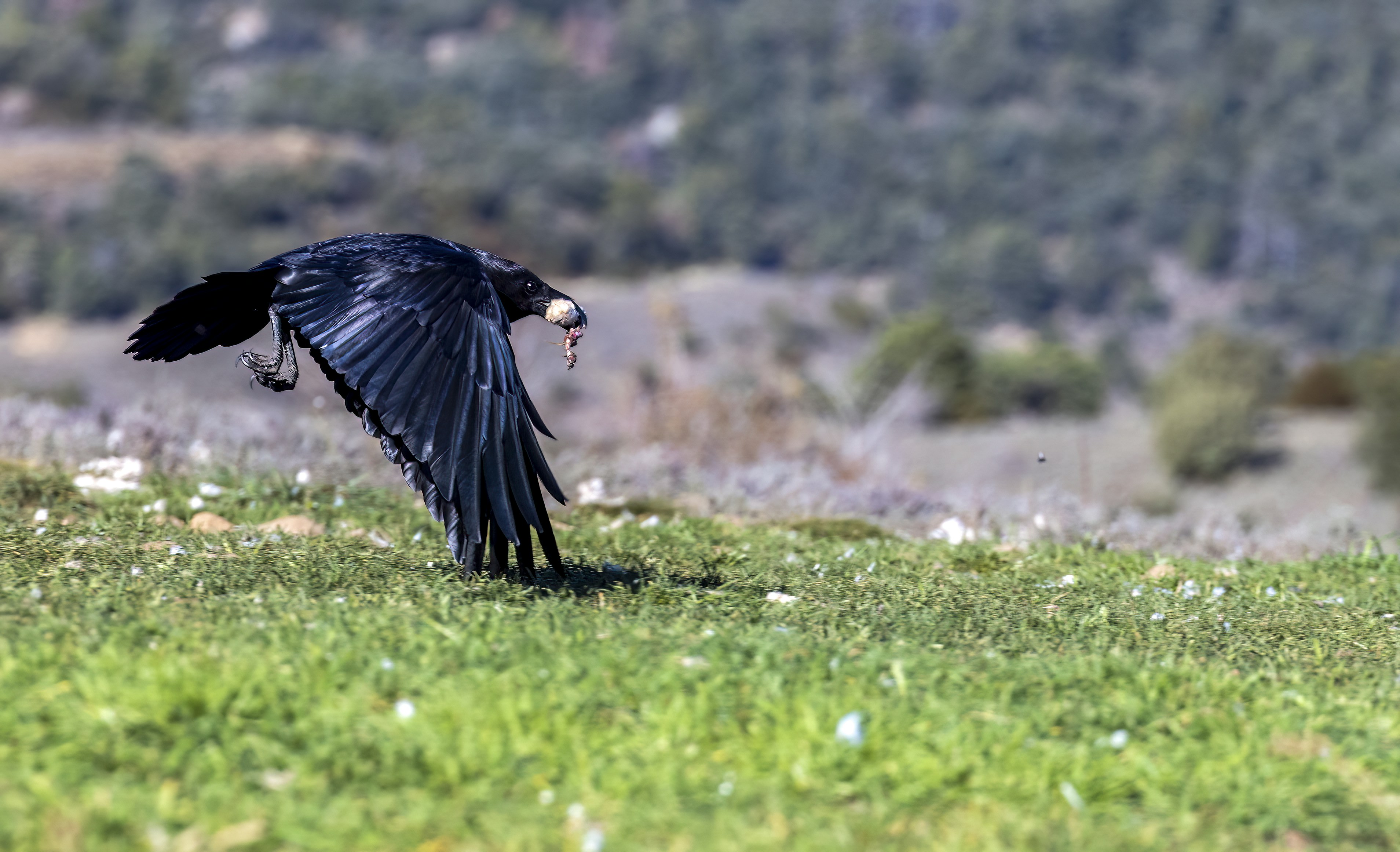 a black bird with a fish in its mouth