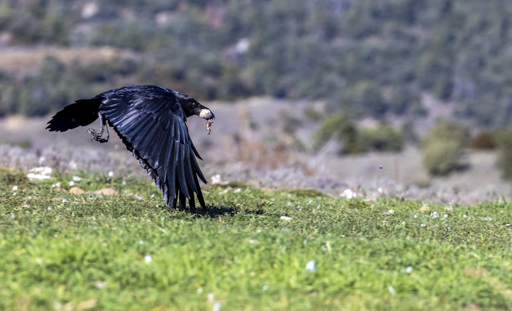 a black bird with a fish in its mouth