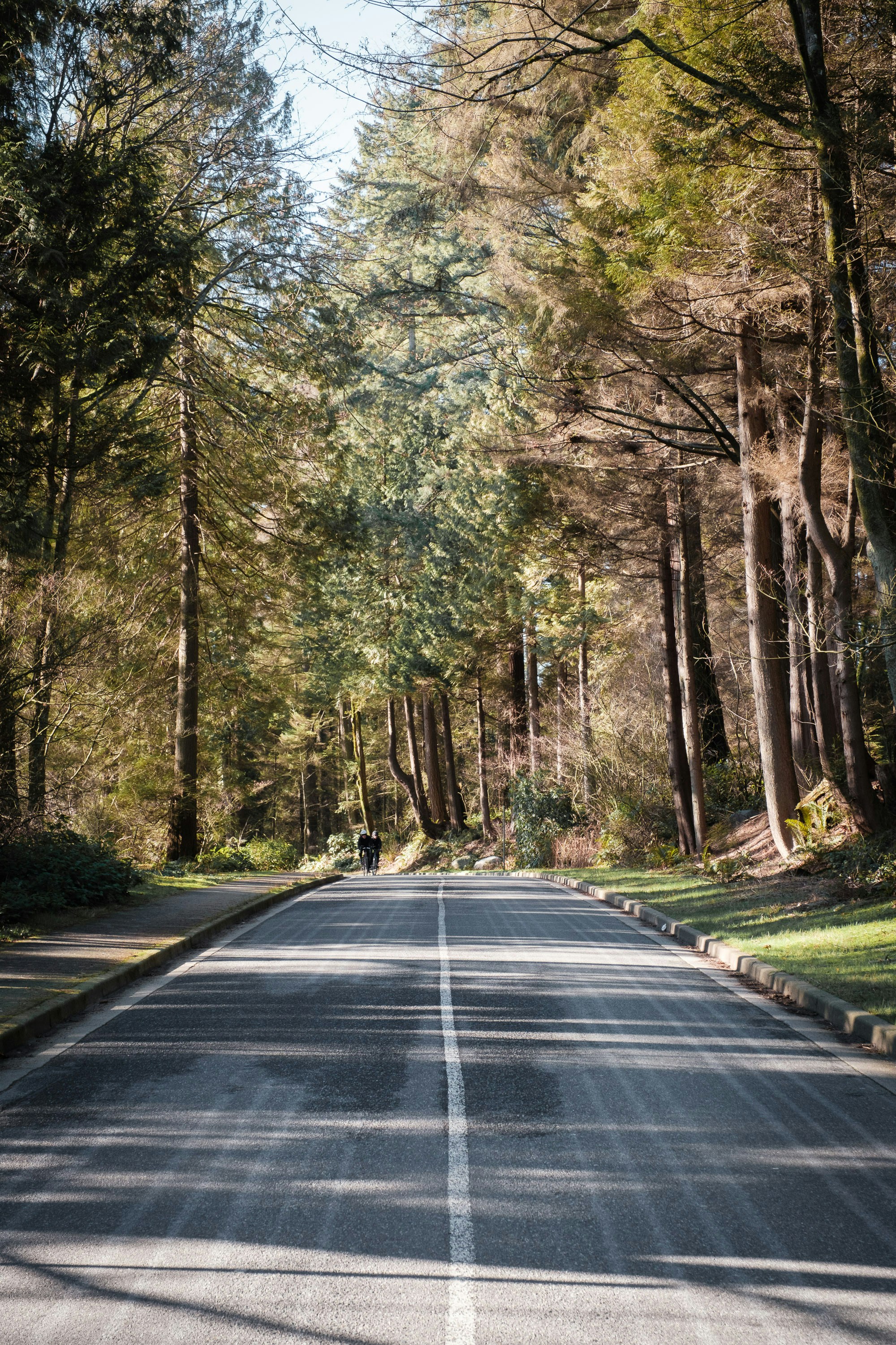 une personne faisant de la planche à roulettes sur une route bordée d’arbres