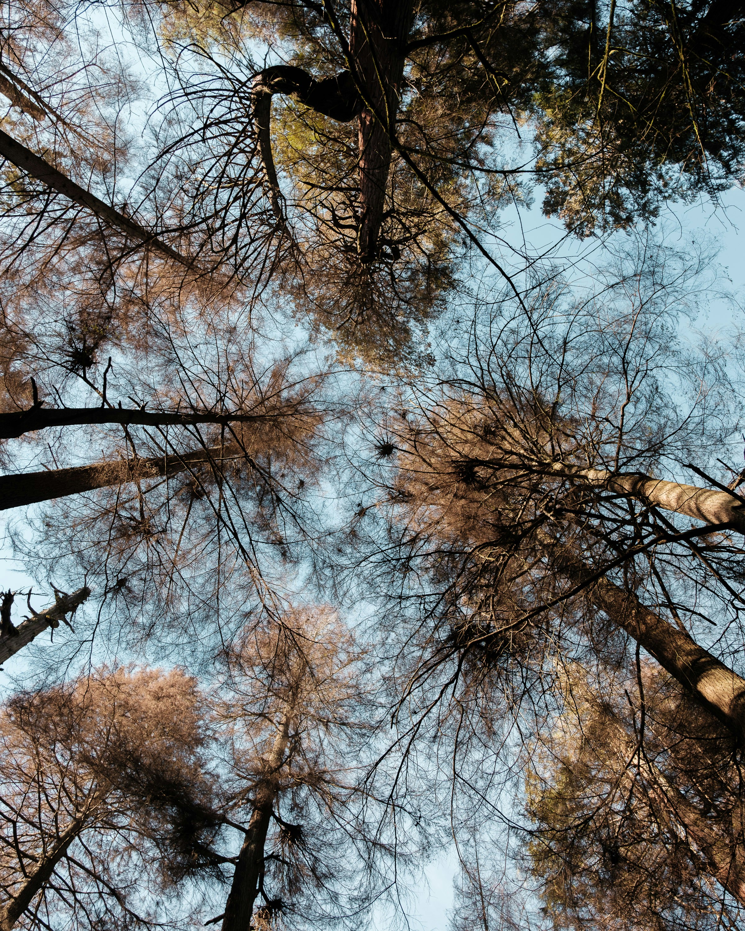 Regarder la cime des grands arbres