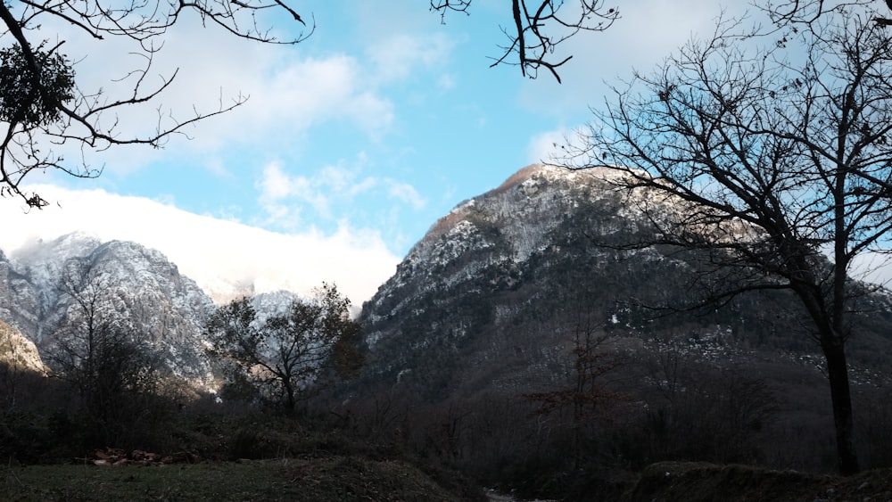 a view of a snowy mountain range with trees in the foreground