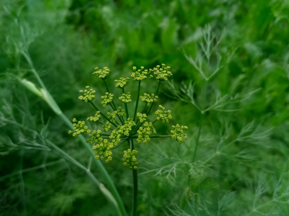 a close up of a plant in a field