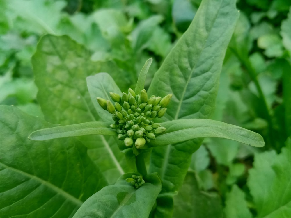 a close up of a plant with green leaves