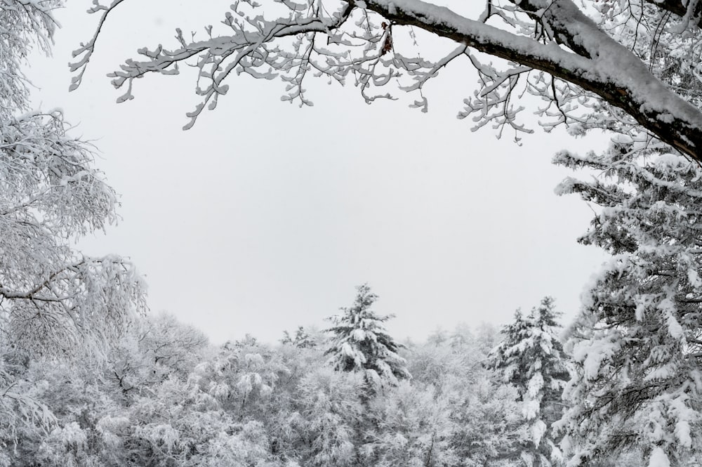 uma floresta coberta de neve cheia de muitas árvores