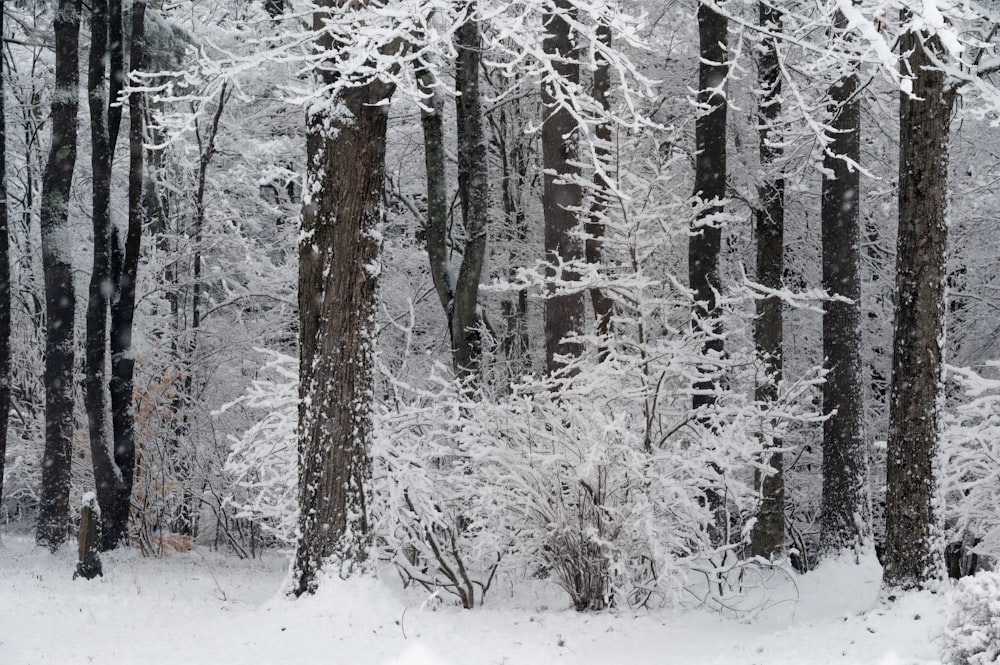 uma floresta cheia de muitas árvores cobertas de neve