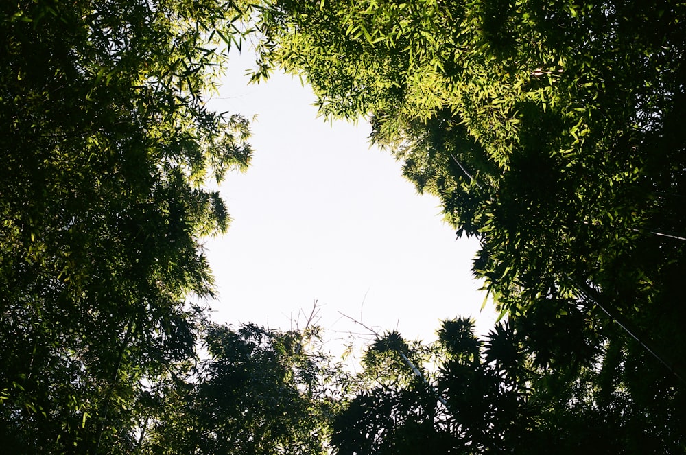 a view of the sky through the trees