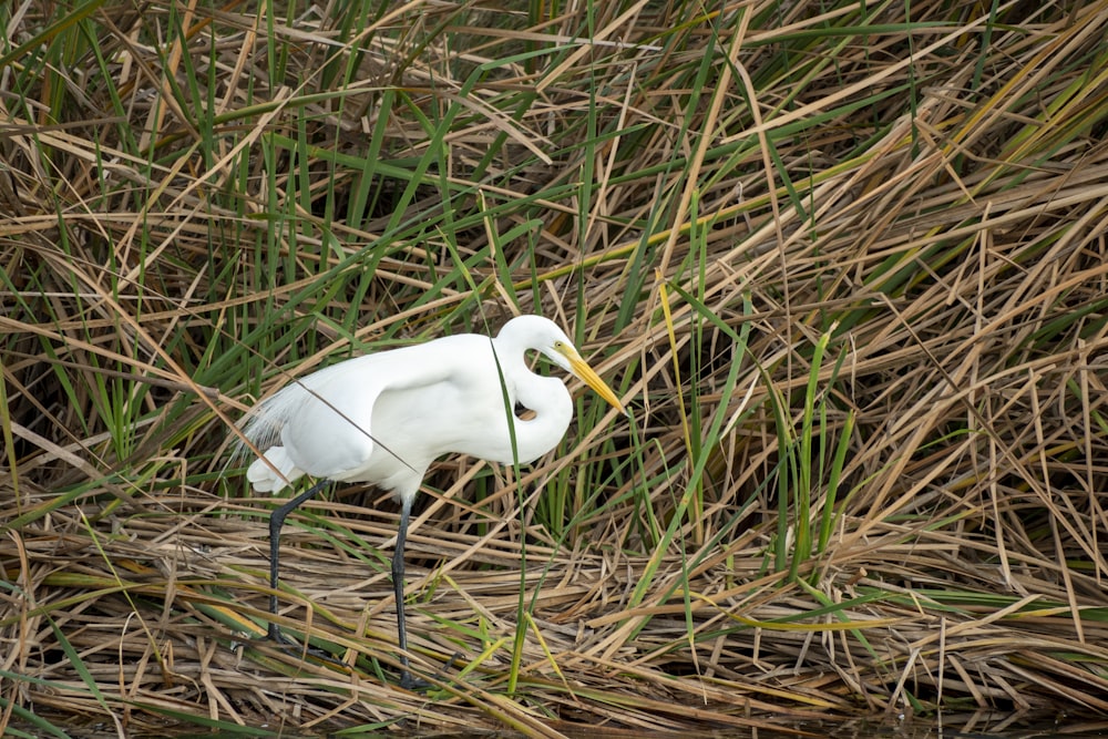 a white bird with a long beak standing in tall grass
